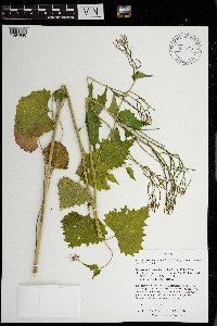 Alliaria petiolata image