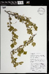 Ribes missouriense image