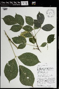 Staphylea trifolia image