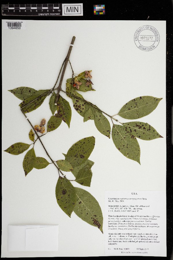 Euonymus atropurpureus image
