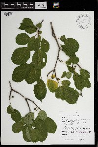 Rhamnus cathartica image