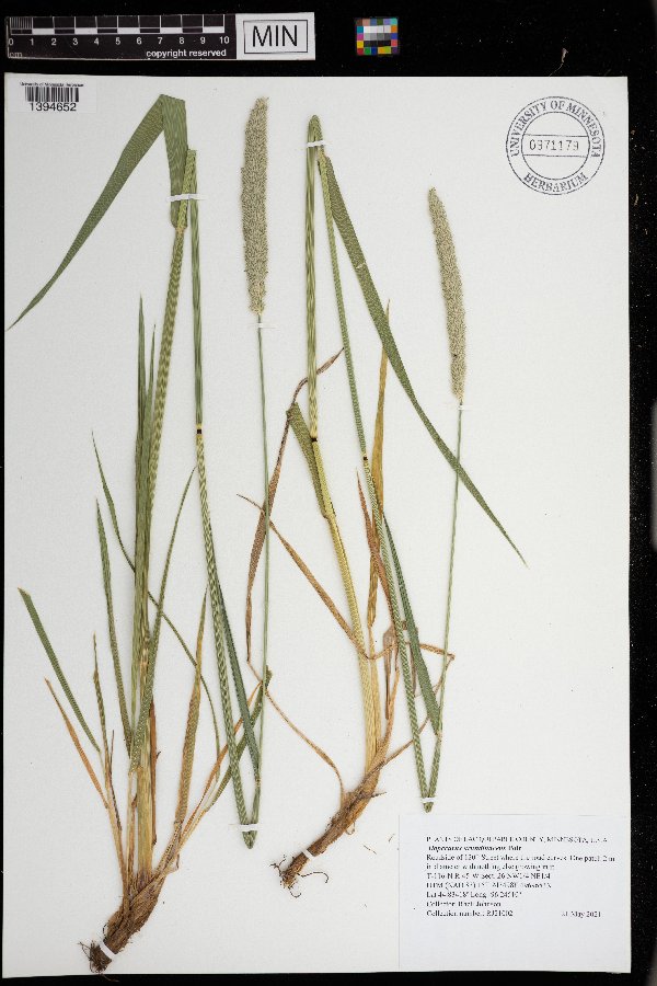 Alopecurus arundinaceus image