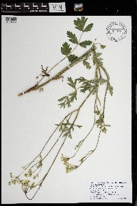 Pimpinella saxifraga image