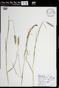 Alopecurus pratensis image