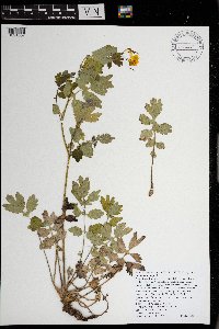 Chelidonium majus image