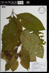 Cephalanthus occidentalis image