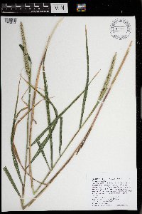 Elymus curvatus image