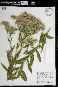 thumbnail image of current specimen