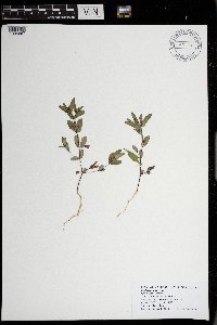 Thumbnail image of current specimen