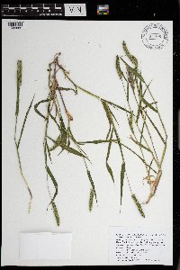 Setaria verticillata image