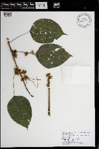 Cuscuta gronovii image