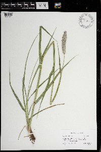 Alopecurus arundinaceus image