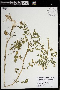 Cardamine pensylvanica image