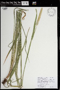 Alopecurus arundinaceus image