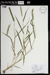 Setaria verticillata image