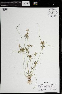 Cyperus diandrus image