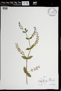thumbnail image of current specimen