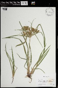 Cyperus odoratus image