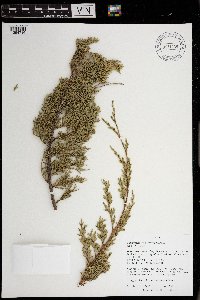Juniperus virginiana image