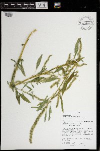 Amaranthus tuberculatus image
