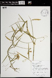 Lathyrus latifolius image