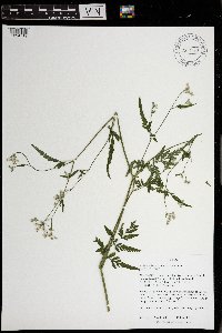 Torilis japonica image
