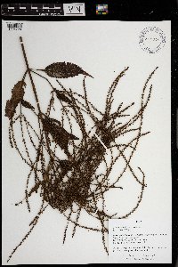 Verbena urticifolia image