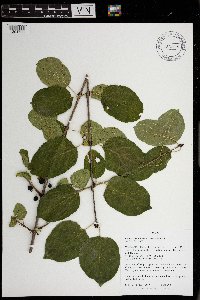 Rhamnus cathartica image