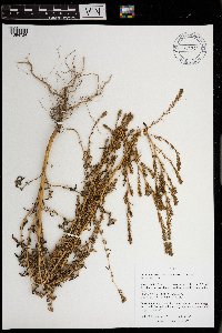 Kochia scoparia image