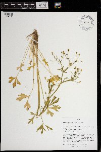 Ranunculus sceleratus image