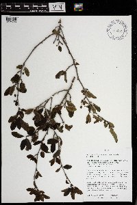 Ilex mucronata image