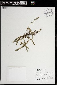 Veronica arvensis image