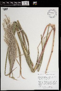 Miscanthus sacchariflorus image