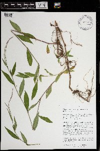 Persicaria longiseta image