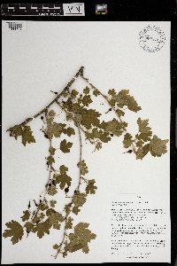 Ribes missouriense image