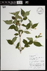 Diervilla lonicera image