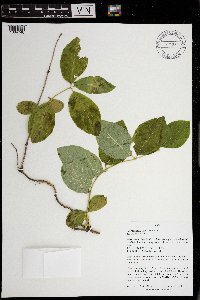 Lonicera dioica image