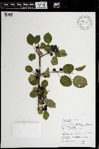 Rhamnus cathartica image