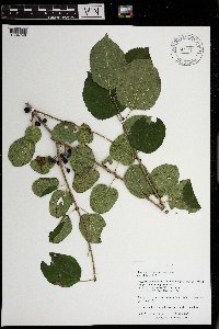 Rhamnus cathartica image