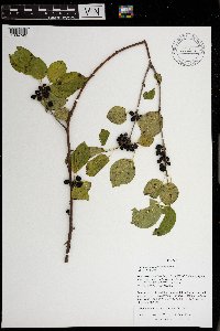 Rhamnus cathartica image