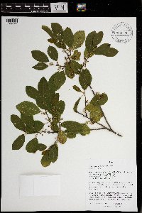 Frangula alnus image