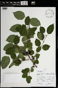 Rhamnus cathartica image