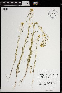 Descurainia pinnata image