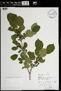 Rhamnus cathartica image