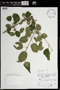 Rhamnus cathartica image