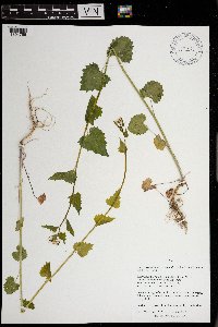 Alliaria petiolata image