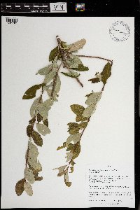 Image Associated With the Occurrence