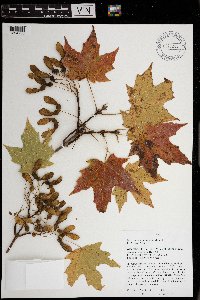 Acer saccharum image