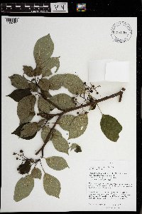 Cornus alternifolia image