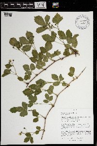 Rubus setosus image